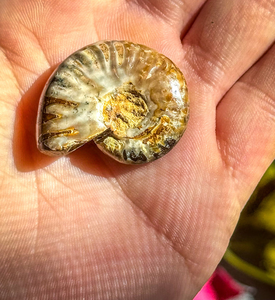 Fire Ammonite Shell Fossil, Fire Ammonite, Fossil Decor, Natural Art,Decorative Fossils, Ammonite Fossil (ONLINE ORDER ONLY)