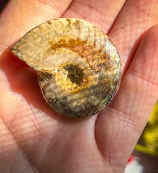 Fire Ammonite Shell Fossil, Fire Ammonite, Fossil Decor, Natural Art,Decorative Fossils, Ammonite Fossil (ONLINE ORDER ONLY)
