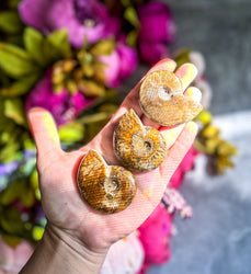 Fire Ammonite Shell Fossil, Fire Ammonite, Fossil Decor, Natural Art,Decorative Fossils, Ammonite Fossil (ONLINE ORDER ONLY)
