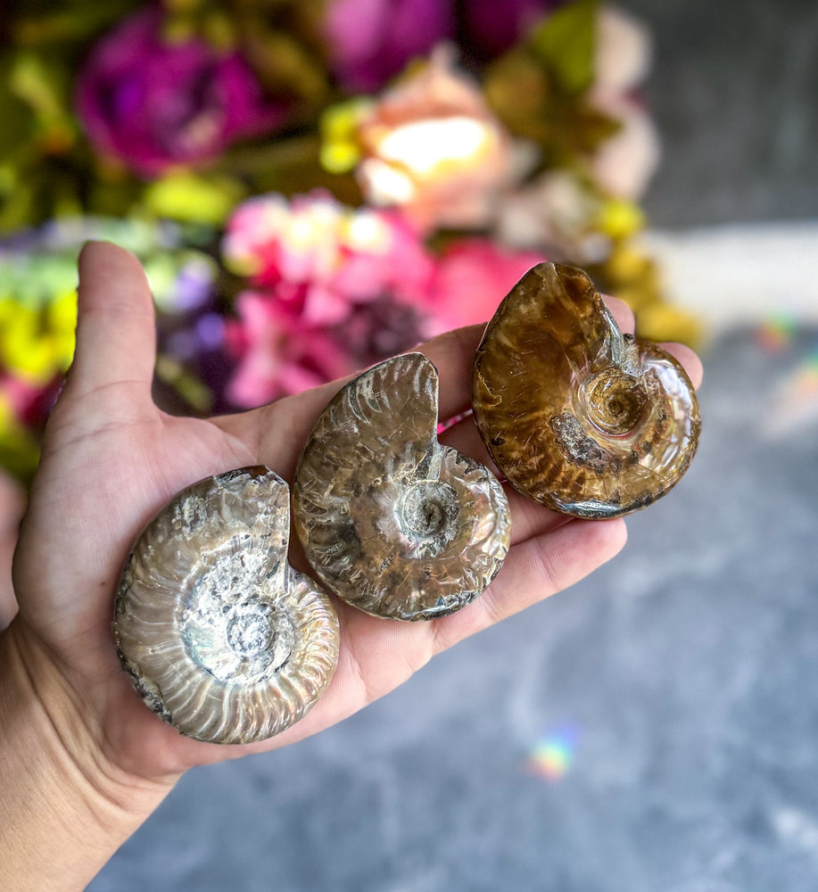 Fire Ammonite Shell Fossil, Fire Ammonite, Fossil Decor, Natural Art,Decorative Fossils, Ammonite Fossil (ONLINE ORDER ONLY)