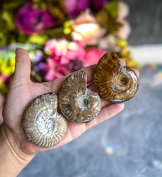 Fire Ammonite Shell Fossil, Fire Ammonite, Fossil Decor, Natural Art,Decorative Fossils, Ammonite Fossil (ONLINE ORDER ONLY)