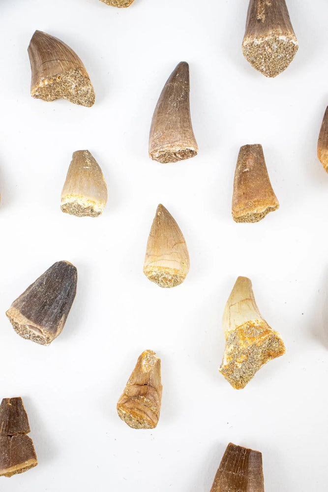 Mosasaurus Tooth (ONLINE ORDER ONLY)