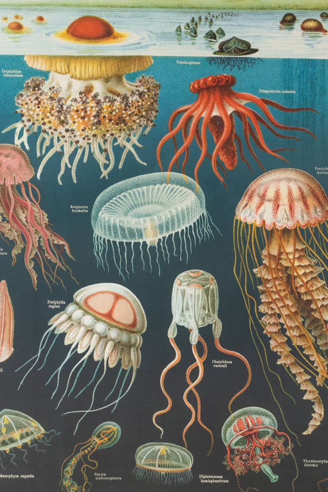 Oceanography Scientific Chart (ONLINE ORDER ONLY)