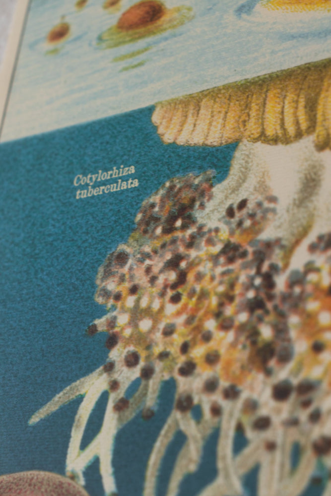 Oceanography Scientific Chart (ONLINE ORDER ONLY)
