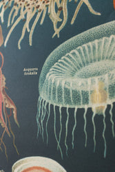 Oceanography Scientific Chart (ONLINE ORDER ONLY)
