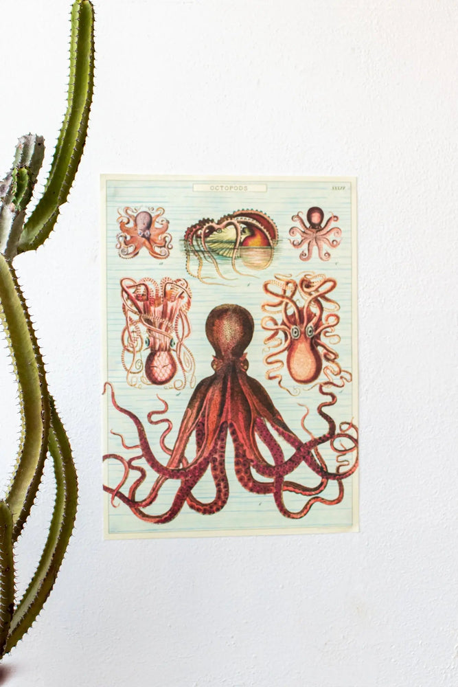 Octopods Scientific Chart (ONLINE ORDER ONLY)