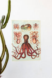Octopods Scientific Chart (ONLINE ORDER ONLY)