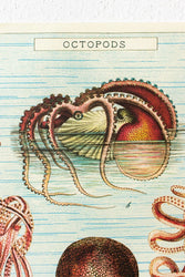 Octopods Scientific Chart (ONLINE ORDER ONLY)