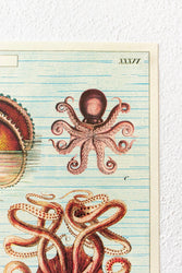 Octopods Scientific Chart (ONLINE ORDER ONLY)