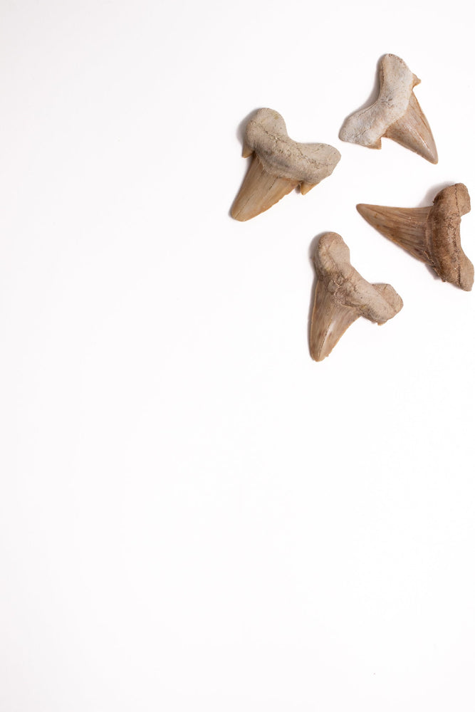 Otodus Tooth Fossil (ONLINE ORDER ONLY)