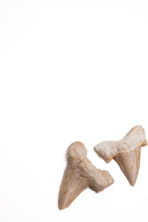 Otodus Tooth Fossil (ONLINE ORDER ONLY)