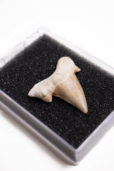 Otodus Tooth Fossil (ONLINE ORDER ONLY)