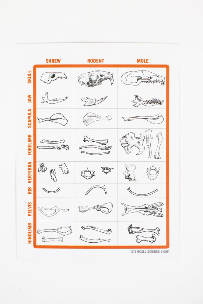 Owl Pellet Dissection Kit