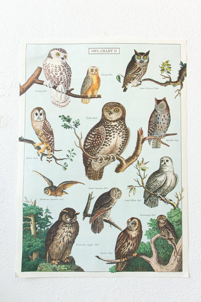 Owl Scientific Chart (ONLINE ORDER ONLY)