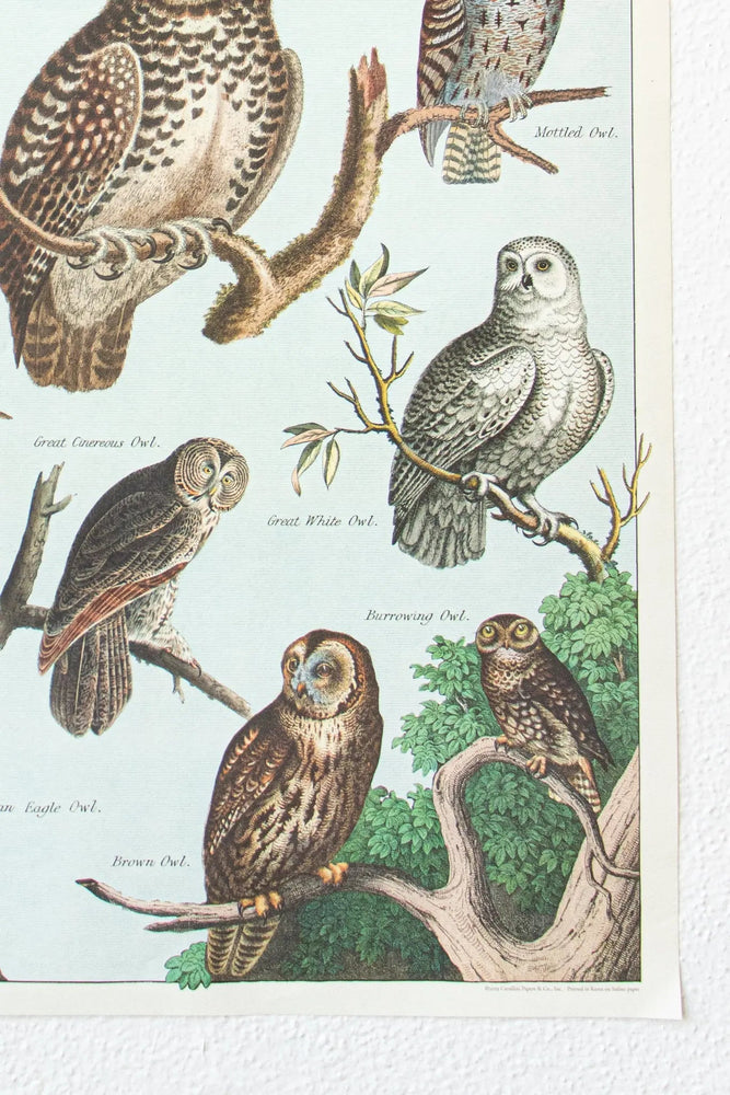 Owl Scientific Chart (ONLINE ORDER ONLY)