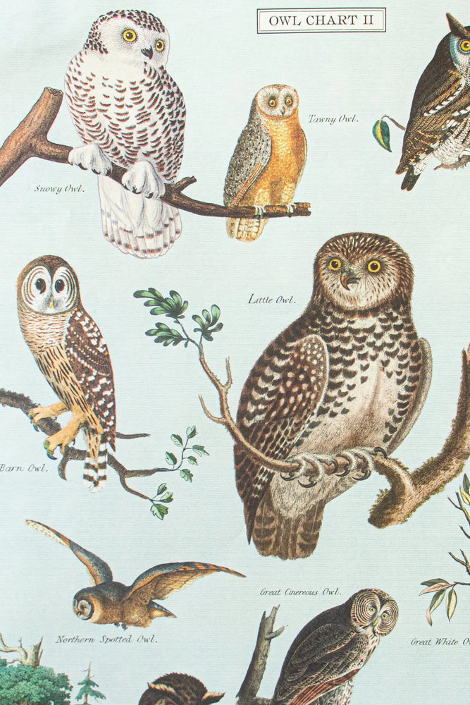 Owl Scientific Chart (ONLINE ORDER ONLY)