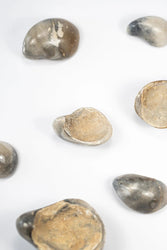 Oyster Valve Fossil (ONLINE ORDER ONLY)