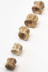 Prehistoric Shark Vertebrae Fossil (ONLINE ORDER ONLY)
