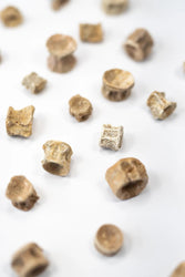 Prehistoric Shark Vertebrae Fossil (ONLINE ORDER ONLY)