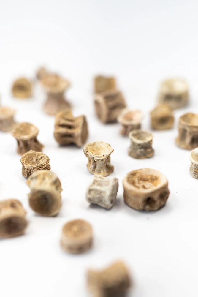 Prehistoric Shark Vertebrae Fossil (ONLINE ORDER ONLY)
