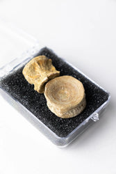 Prehistoric Shark Vertebrae Fossil (ONLINE ORDER ONLY)