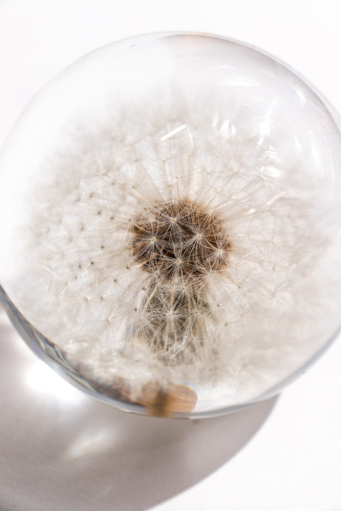 Preserved Dandelion (ONLINE ORDER ONLY)