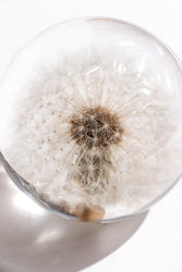 Preserved Dandelion (ONLINE ORDER ONLY)
