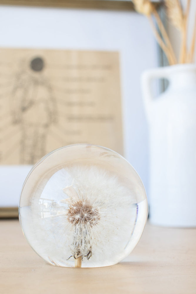 Preserved Dandelion (ONLINE ORDER ONLY)