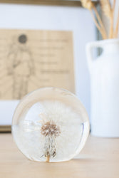 Preserved Dandelion (ONLINE ORDER ONLY)