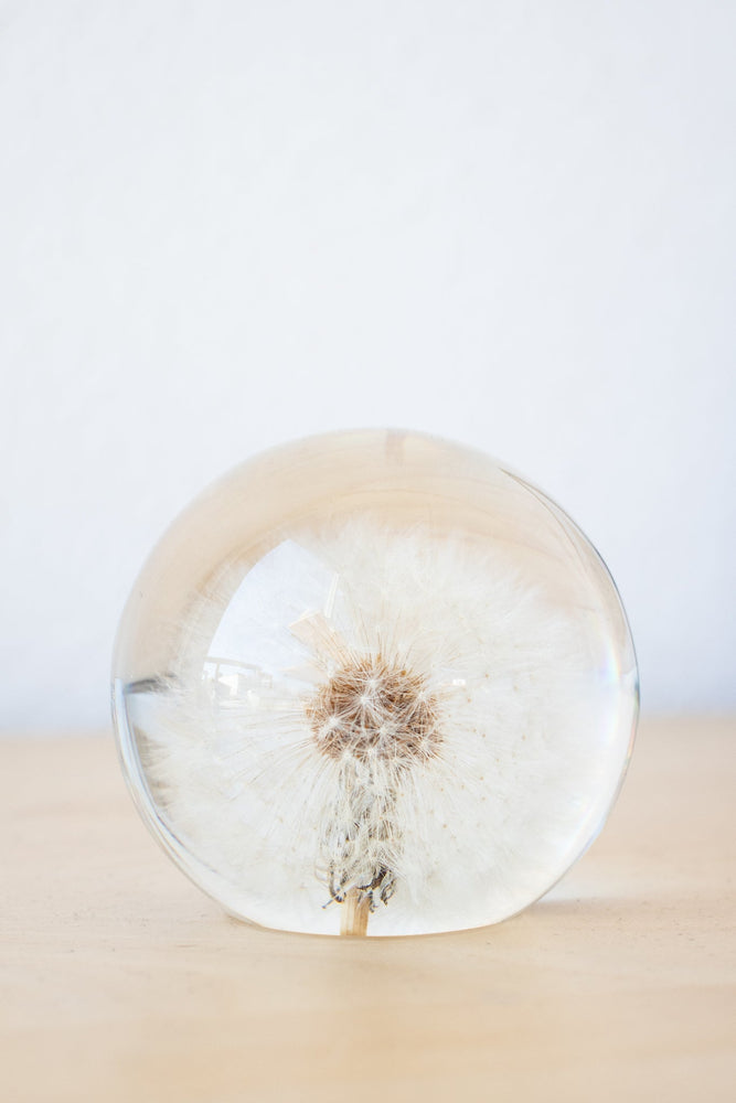 Preserved Dandelion (ONLINE ORDER ONLY)