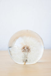 Preserved Dandelion (ONLINE ORDER ONLY)