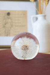 Preserved Dandelion (ONLINE ORDER ONLY)