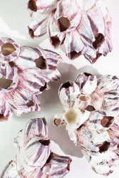 Purple Barnacle Specimen (ONLINE ORDER ONLY)
