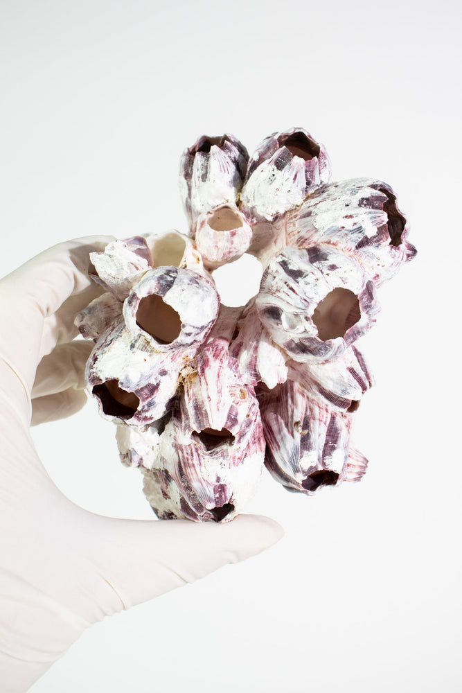 Purple Barnacle Specimen (ONLINE ORDER ONLY)
