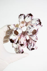 Purple Barnacle Specimen (ONLINE ORDER ONLY)