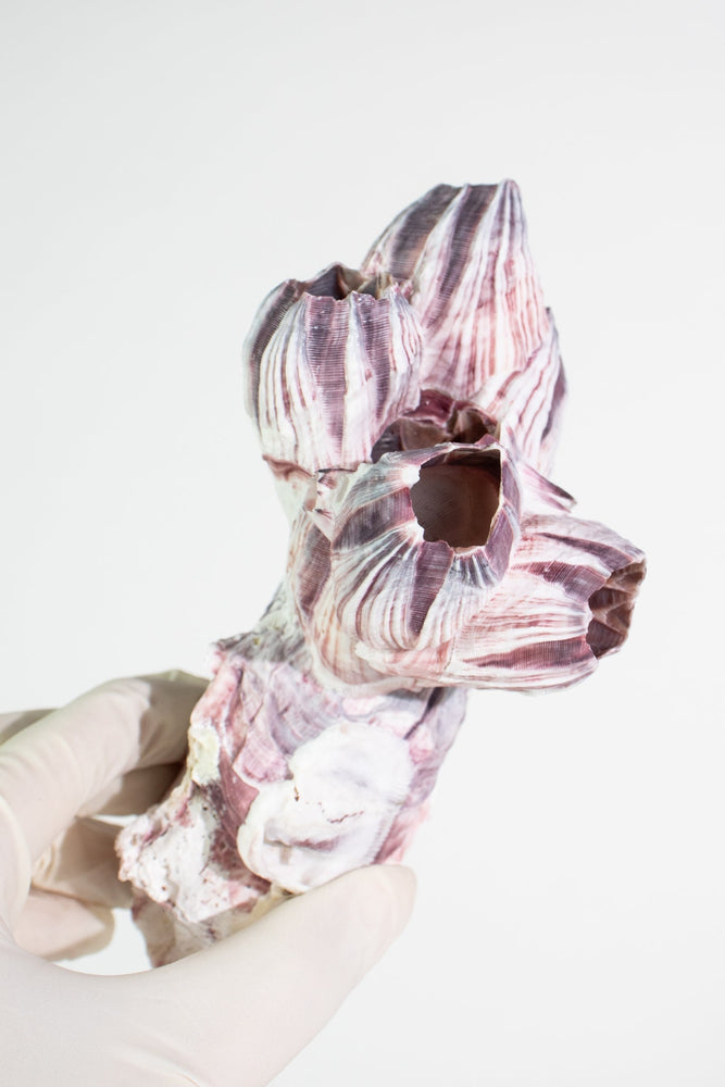 Purple Barnacle Specimen (ONLINE ORDER ONLY)