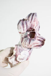 Purple Barnacle Specimen (ONLINE ORDER ONLY)