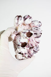 Purple Barnacle Specimen (ONLINE ORDER ONLY)