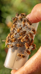 Queen Bee Cage (ONLINE ORDER ONLY)