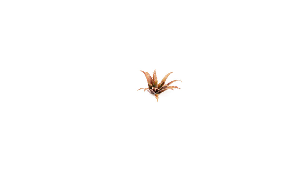 Gamers Grass | Laser Plants | Red Aloe (ONLINE ORDER ONLY)