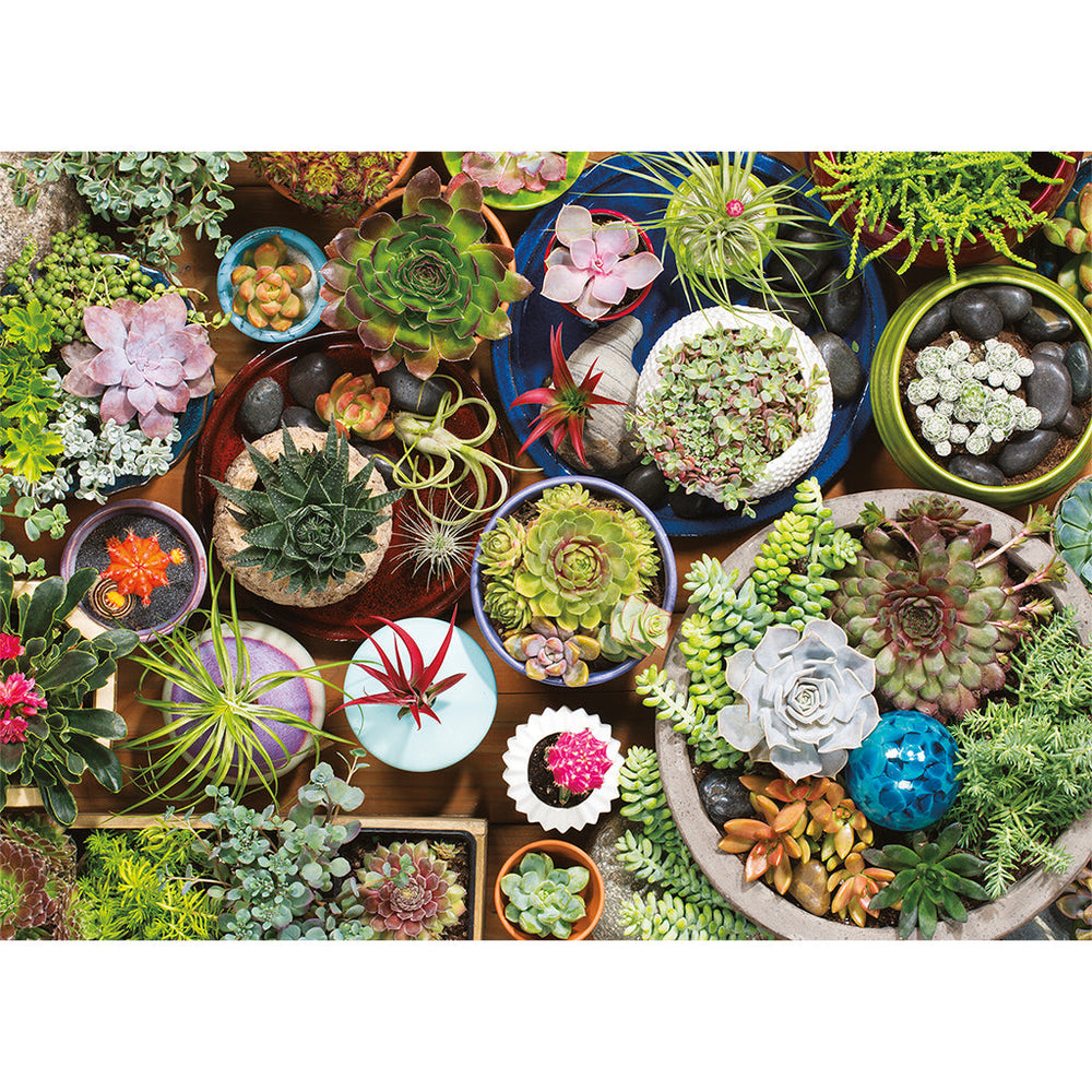 Puzzle: Succulents