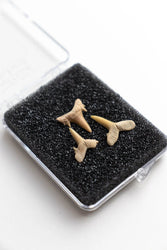 Sand Shark Tooth Fossil (ONLINE ORDER ONLY)