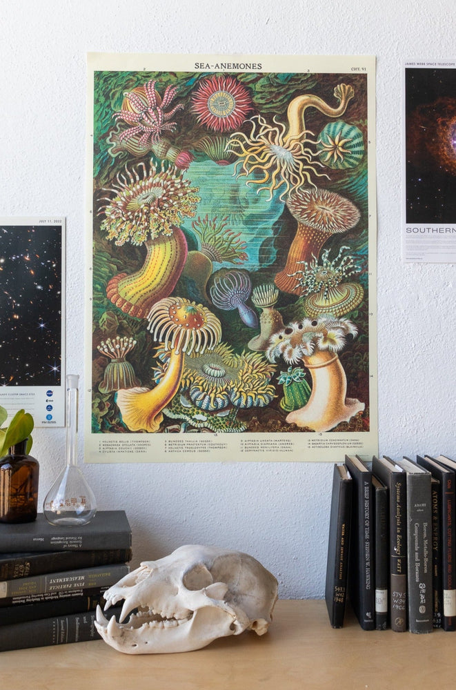 Sea Anemones Chart (ONLINE ORDER ONLY)
