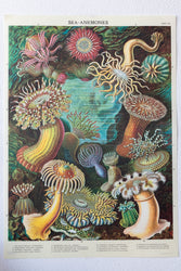 Sea Anemones Chart (ONLINE ORDER ONLY)