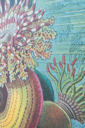 Sea Anemones Chart (ONLINE ORDER ONLY)