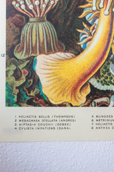 Sea Anemones Chart (ONLINE ORDER ONLY)