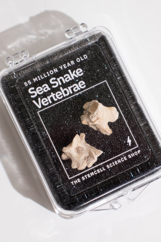 Sea Snake Vertebrae Fossil (ONLINE ORDER ONLY)