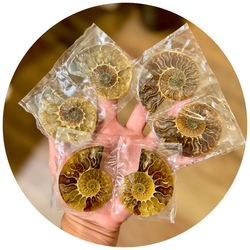 Small Polished Ammonite Fossil Pairs, Ethically Sourced Ammonite Halves