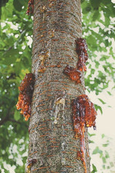 Sumatran Amber (ONLINE ORDER ONLY)