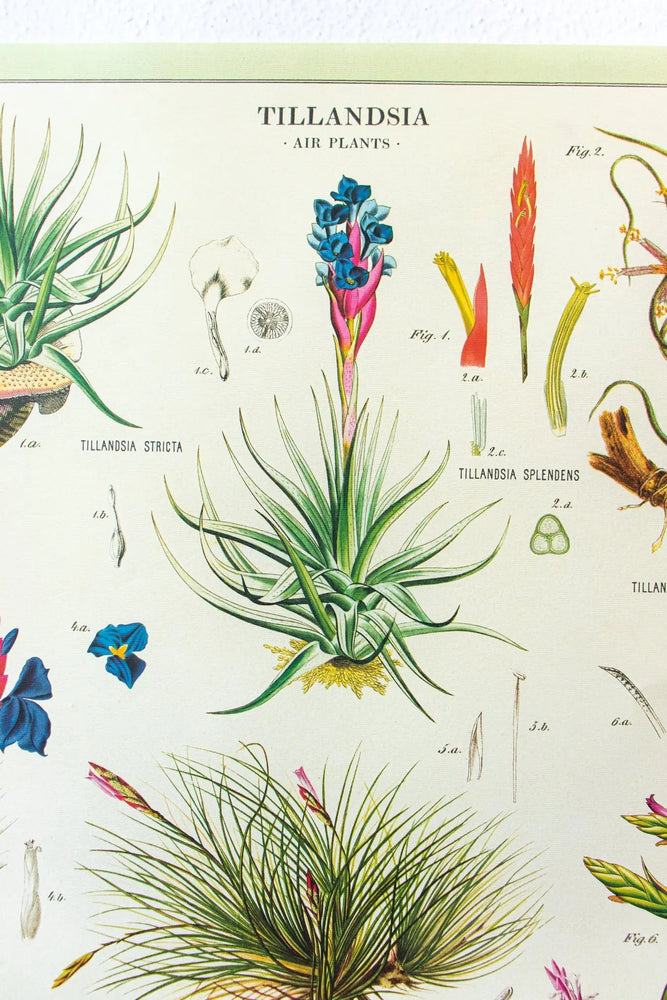 Tillandsia Scientific Chart (ONLINE ORDER ONLY)